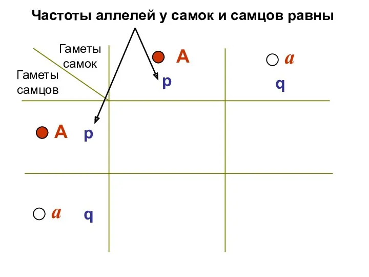 p q p q А Гаметы самок Гаметы самцов Частоты аллелей у самок и самцов равны