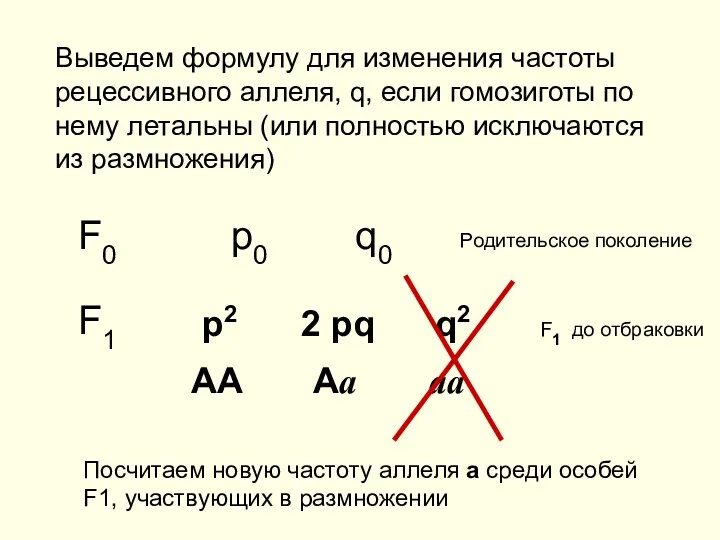 Выведем формулу для изменения частоты рецессивного аллеля, q, если гомозиготы по нему летальны