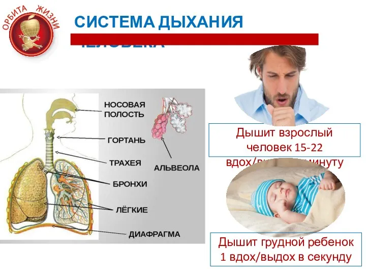 СИСТЕМА ДЫХАНИЯ ЧЕЛОВЕКА Дышит взрослый человек 15-22 вдох/выдох в минуту