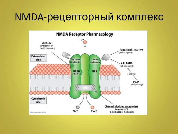 NMDA-рецепторный комплекс