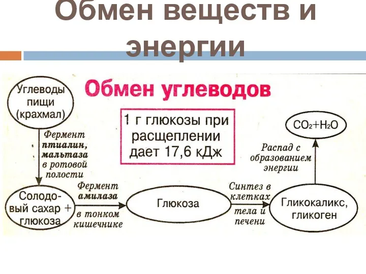 Обмен веществ и энергии