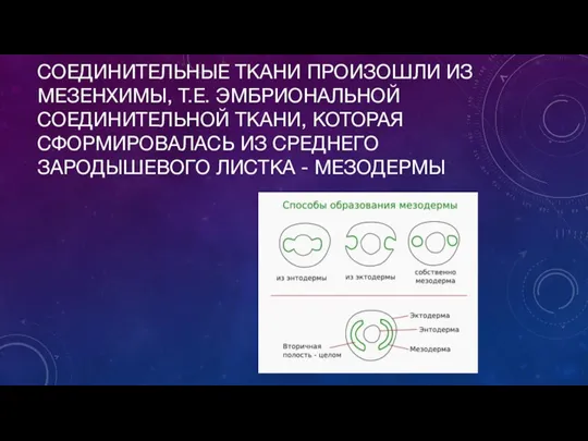 СОЕДИНИТЕЛЬНЫЕ ТКАНИ ПРОИЗОШЛИ ИЗ МЕЗЕНХИМЫ, Т.Е. ЭМБРИОНАЛЬНОЙ СОЕДИНИТЕЛЬНОЙ ТКАНИ, КОТОРАЯ