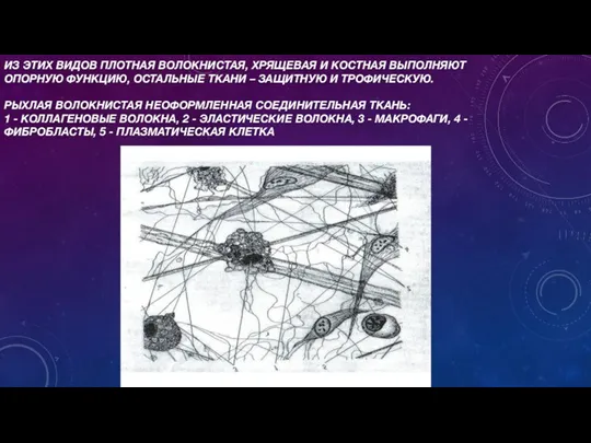 ИЗ ЭТИХ ВИДОВ ПЛОТНАЯ ВОЛОКНИСТАЯ, ХРЯЩЕВАЯ И КОСТНАЯ ВЫПОЛНЯЮТ ОПОРНУЮ