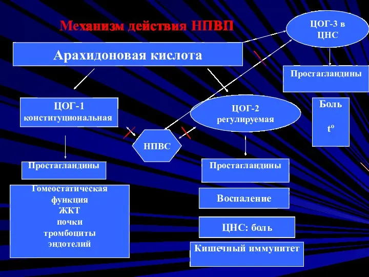 Механизм действия НПВП Арахидоновая кислота ЦОГ-1 конституциональная ЦОГ-3 в ЦНС