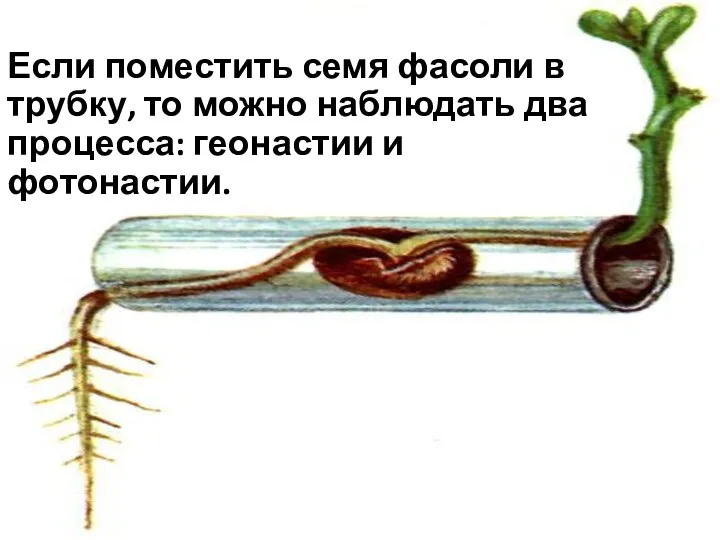 Если поместить семя фасоли в трубку, то можно наблюдать два процесса: геонастии и фотонастии.