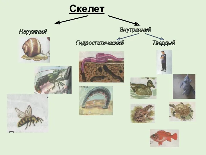 Скелет Наружный Гидростатический Внутренний Твердый