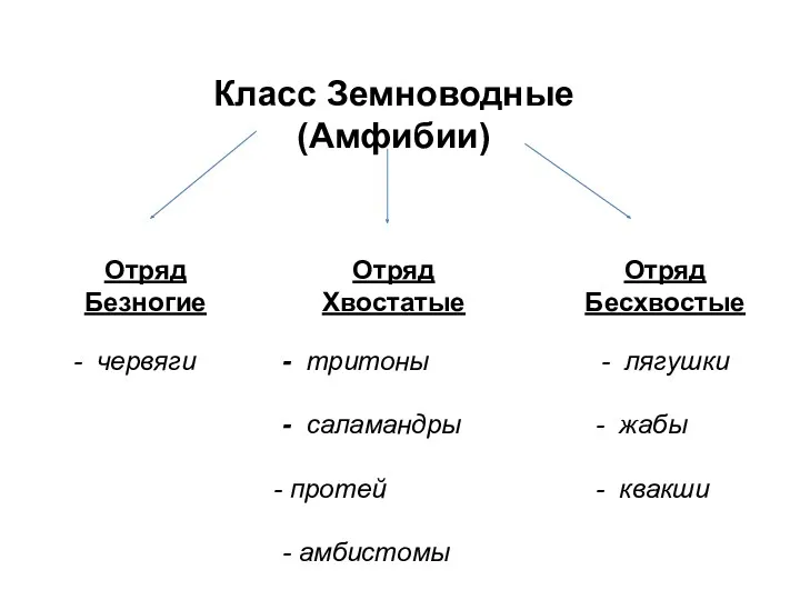 Класс Земноводные (Амфибии) Отряд Безногие - червяги Отряд Хвостатые -