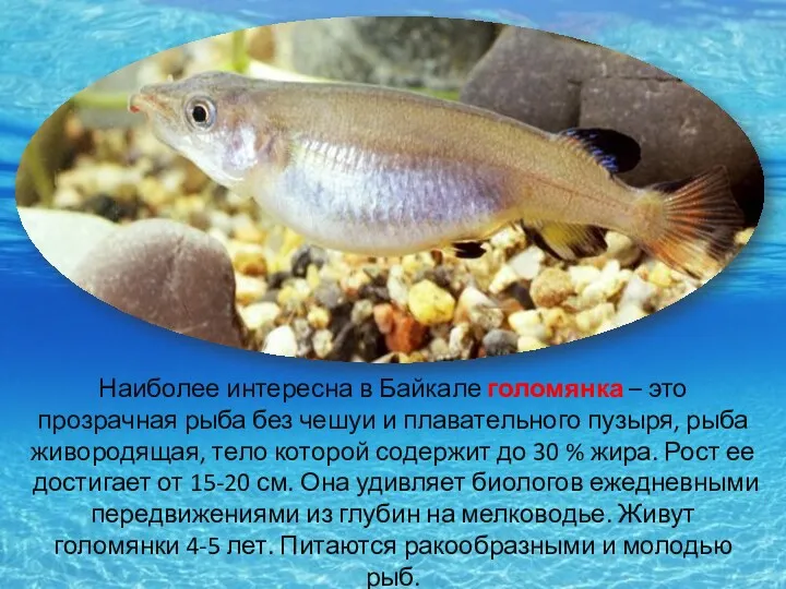 Наиболее интересна в Байкале голомянка – это прозрачная рыба без
