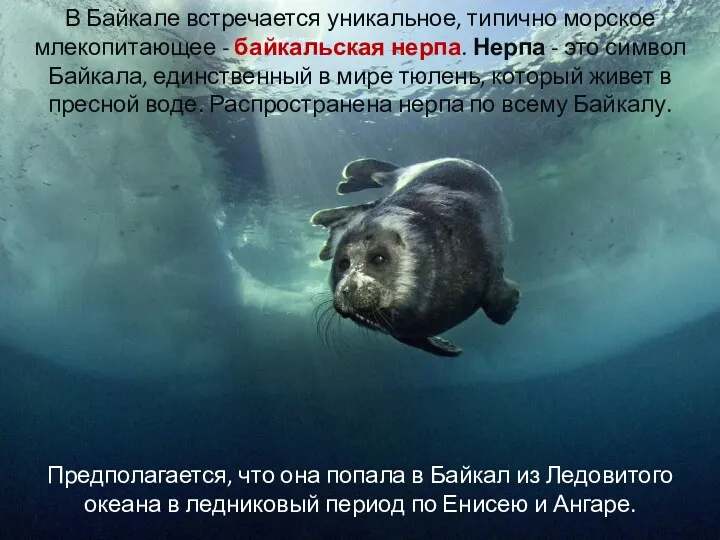 В Байкале встречается уникальное, типично морское млекопитающее - байкальская нерпа.