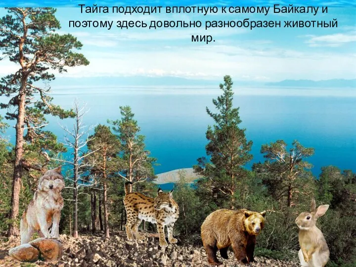 Тайга подходит вплотную к самому Байкалу и поэтому здесь довольно разнообразен животный мир.