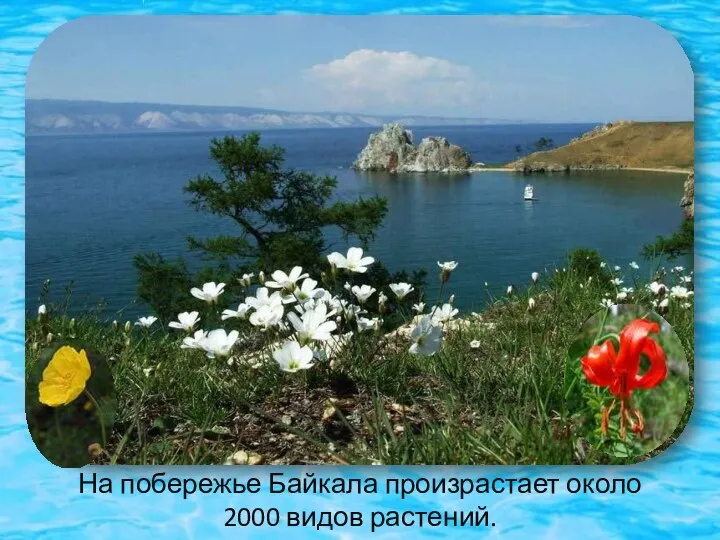 На побережье Байкала произрастает около 2000 видов растений.