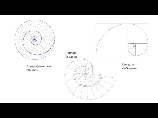 Логарифмическая спираль Спираль Фибоначчи Спираль Теодора
