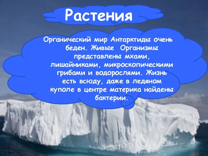 Растения Органический мир Антарктиды очень беден. Живые Организмы представлены мхами, лишайниками, микроскопическими грибами