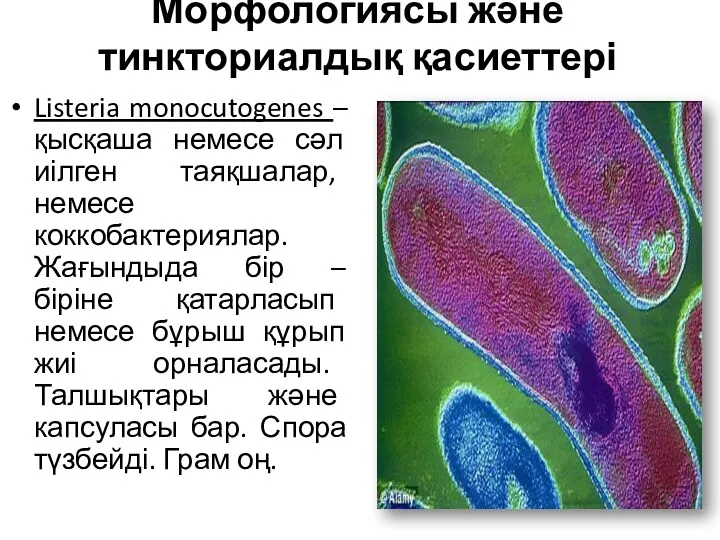 Морфологиясы және тинкториалдық қасиеттері Listeria monocutogenes – қысқаша немесе сәл