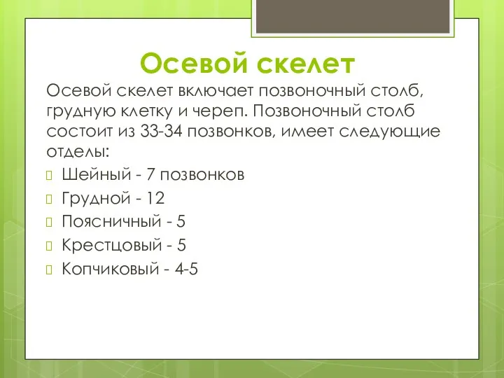 Осевой скелет Осевой скелет включает позвоночный столб, грудную клетку и