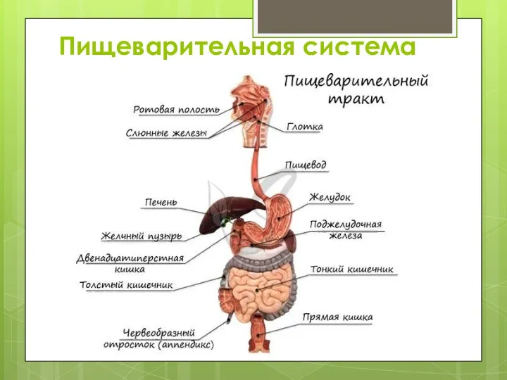 Пищеварительная система