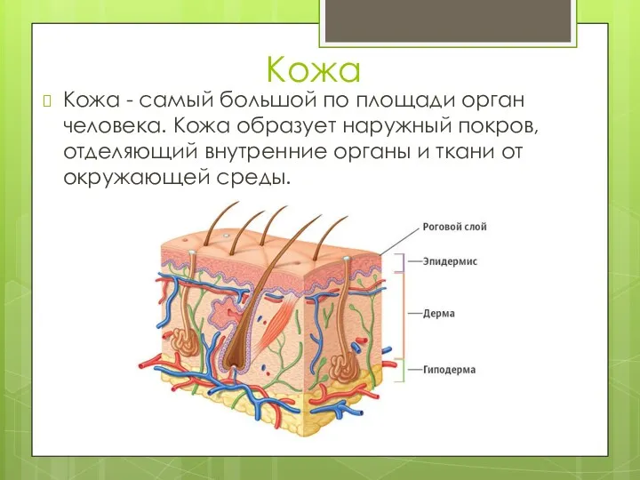 Кожа Кожа - самый большой по площади орган человека. Кожа