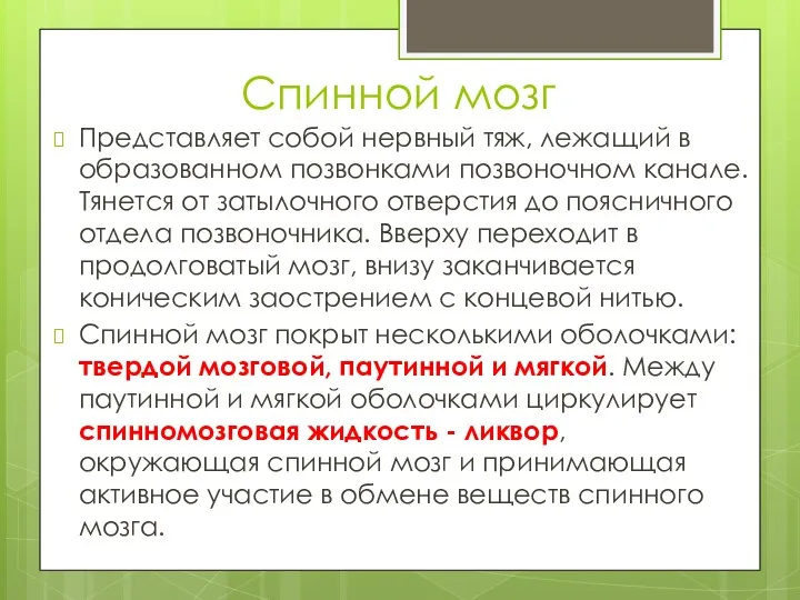 Спинной мозг Представляет собой нервный тяж, лежащий в образованном позвонками