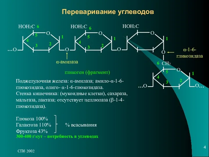 СПб 2002 Переваривание углеводов О О НОН2С О О НОН2С