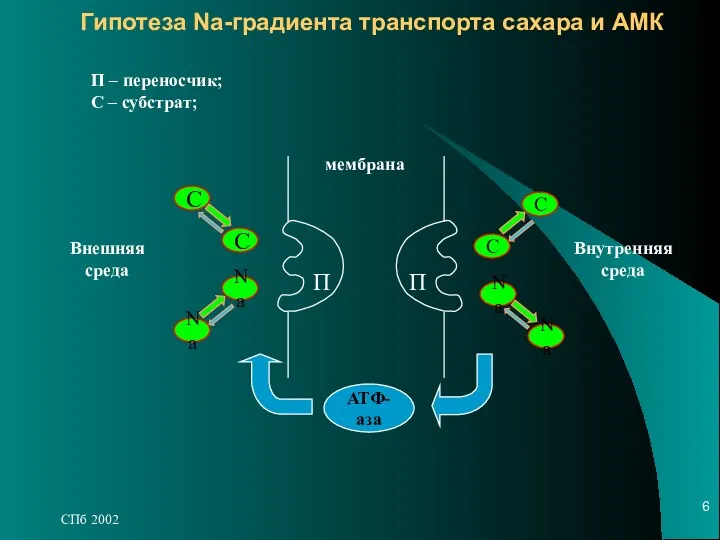 СПб 2002 Гипотеза Na-градиента транспорта сахара и АМК С Na