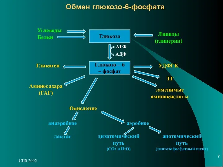 СПб 2002 Обмен глюкозо-6-фосфата Глюкоза Глюкозо – 6 – фосфат