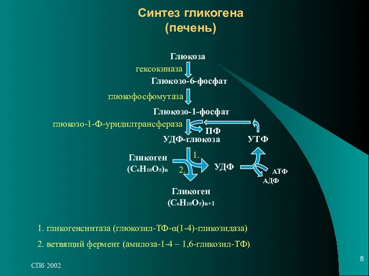 СПб 2002 Синтез гликогена (печень) Глюкоза Глюкозо-6-фосфат Глюкозо-1-фосфат УДФ-глюкоза УДФ