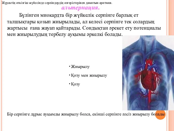 альтернация. Бүлінген миокардта бір жүйкелік серпінге барлық ет талшықтары қозып жиырылады, ал келесі