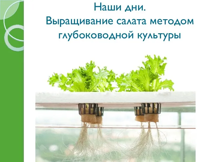 Наши дни. Выращивание салата методом глубоководной культуры Вертикальные фермы https://vk.com/mobilefarm