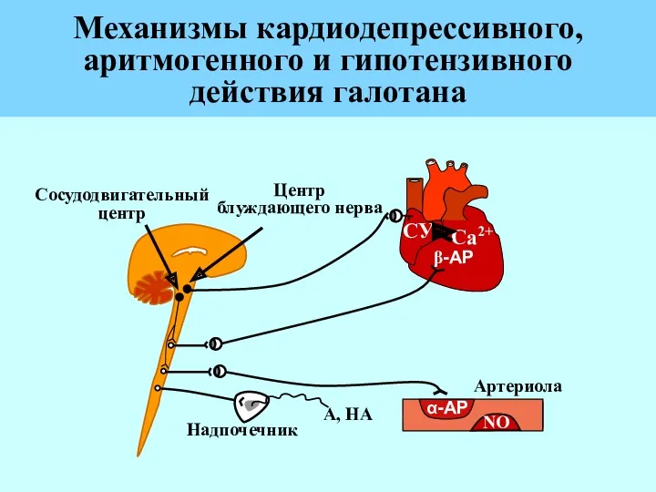 Механизмы кардиодепрессивного, аритмогенного и гипотензивного действия галотана