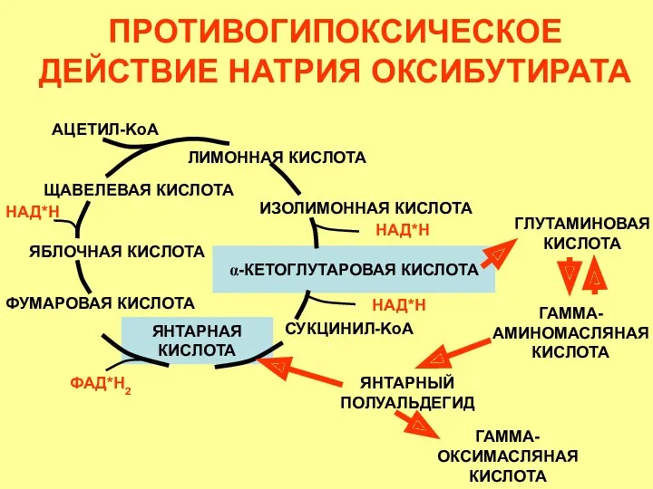 ПРОТИВОГИПОКСИЧЕСКОЕ ДЕЙСТВИЕ НАТРИЯ ОКСИБУТИРАТА ФУМАРОВАЯ КИСЛОТА