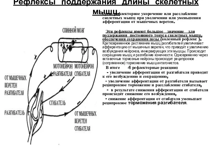 Рефлексы поддержания длины скелетных мышц. Суть- рефлекторное укорочение или расслабление