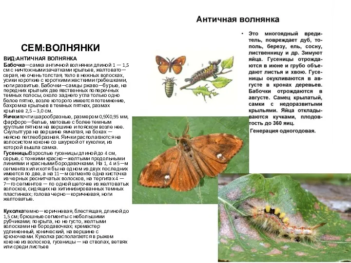 СЕМ:ВОЛНЯНКИ ВИД:АНТИЧНАЯ ВОЛНЯНКА Бабочка—самка античной волнянки длиной 1 — 1,5 см с ничтожными