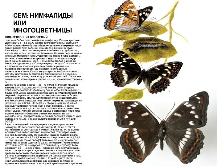 СЕМ: НИМФАЛИДЫ ИЛИ МНОГОЦВЕТНИЦЫ ВИД: ЛЕНТОЧНИК ТОПОЛЕВЫЙ дневная бабочка из семейства нимфалид. Размах