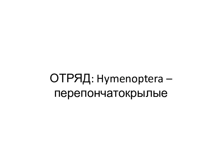 ОТРЯД: Hymenoptera – перепончатокрылые