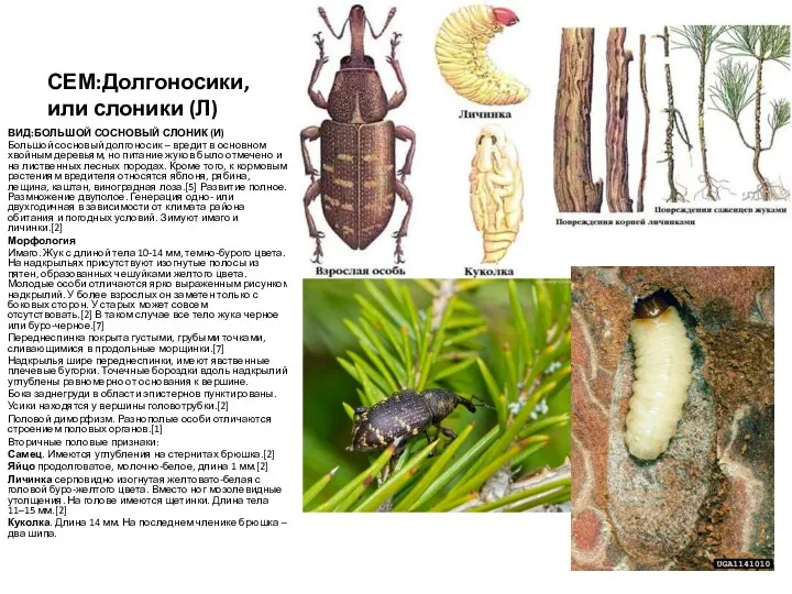 СЕМ:Долгоносики, или слоники (Л) ВИД:БОЛЬШОЙ СОСНОВЫЙ СЛОНИК (И) Большой сосновый долгоносик – вредит