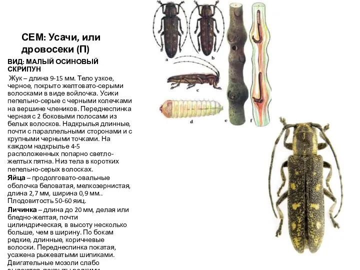 СЕМ: Усачи, или дровосеки (П) ВИД: МАЛЫЙ ОСИНОВЫЙ СКРИПУН Жук