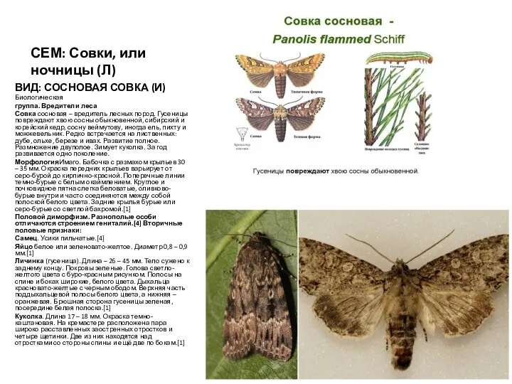 СЕМ: Совки, или ночницы (Л) ВИД: СОСНОВАЯ СОВКА (И) Биологическая