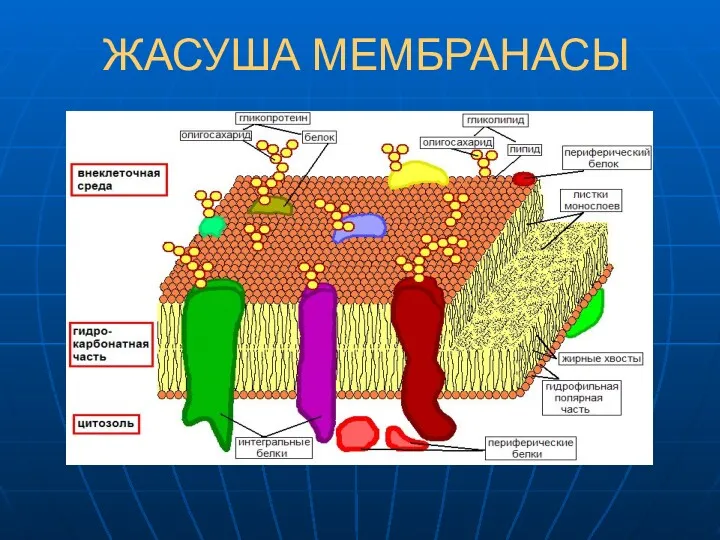 ЖАСУША МЕМБРАНАСЫ