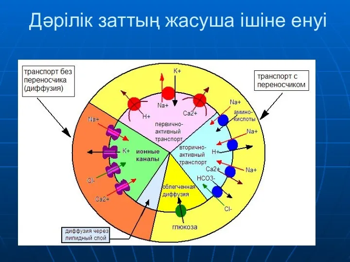 Дәрілік заттың жасуша ішіне енуі