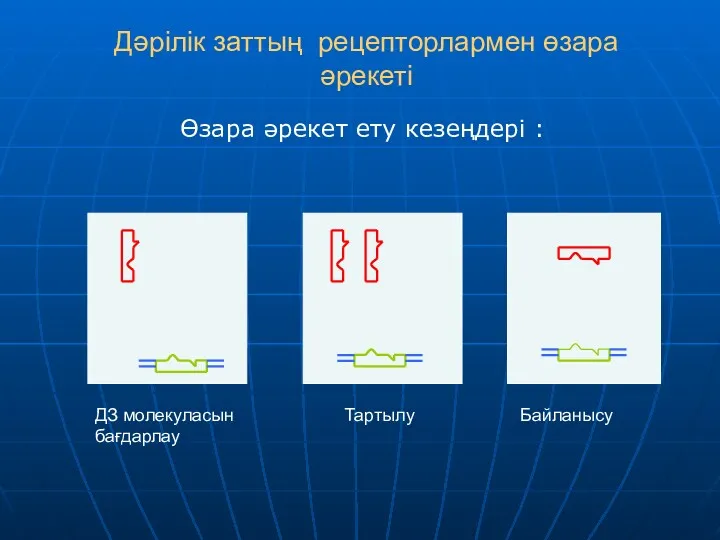 Дәрілік заттың рецепторлармен өзара әрекеті Өзара әрекет ету кезеңдері : ДЗ молекуласын бағдарлау Тартылу Байланысу