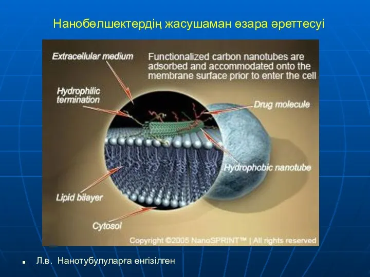 Нанобөлшектердің жасушаман өзара әреттесуі Л.в. Нанотубулуларға енгізілген