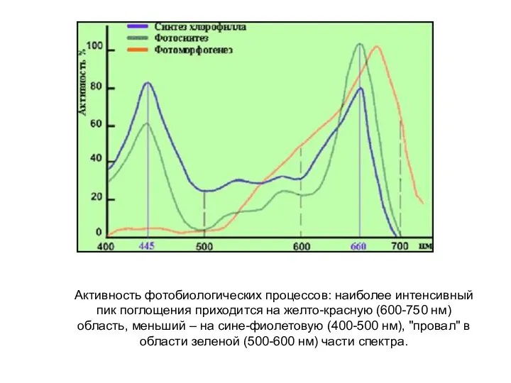Активность фотобиологических процессов: наиболее интенсивный пик поглощения приходится на желто-красную