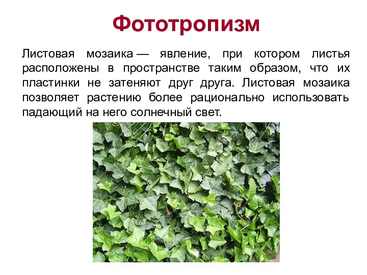 Фототропизм Листовая мозаика — явление, при котором листья расположены в