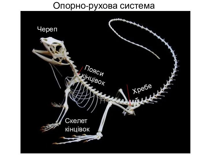 Опорно-рухова система Череп Хребет Пояси кінцівок Скелет кінцівок