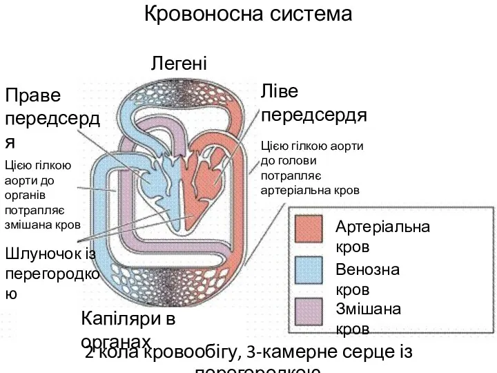 Кровоносна система 2 кола кровообігу, 3-камерне серце із перегородкою Артеріальна кров Венозна кров