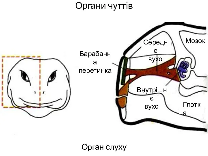 Органи чуттів Орган слуху Барабанна перетинка Внутрішнє вухо Середнє вухо Глотка Мозок