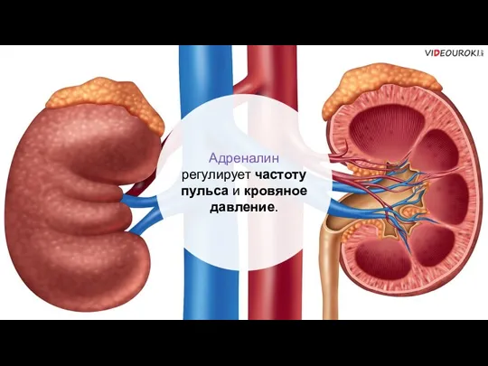 Адреналин регулирует частоту пульса и кровяное давление.