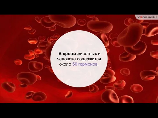 В крови животных и человека содержится около 50 гормонов.