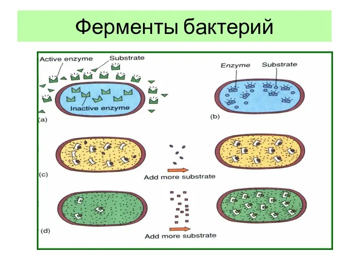 Ферменты бактерий