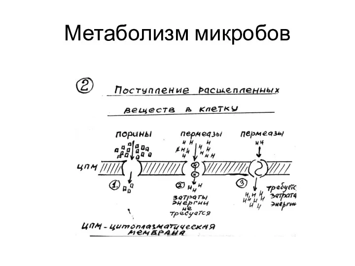 Метаболизм микробов